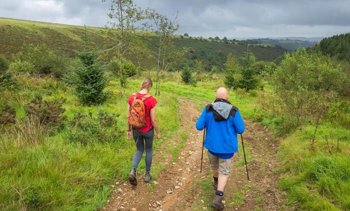Walking from Tower, Brechfa Forest